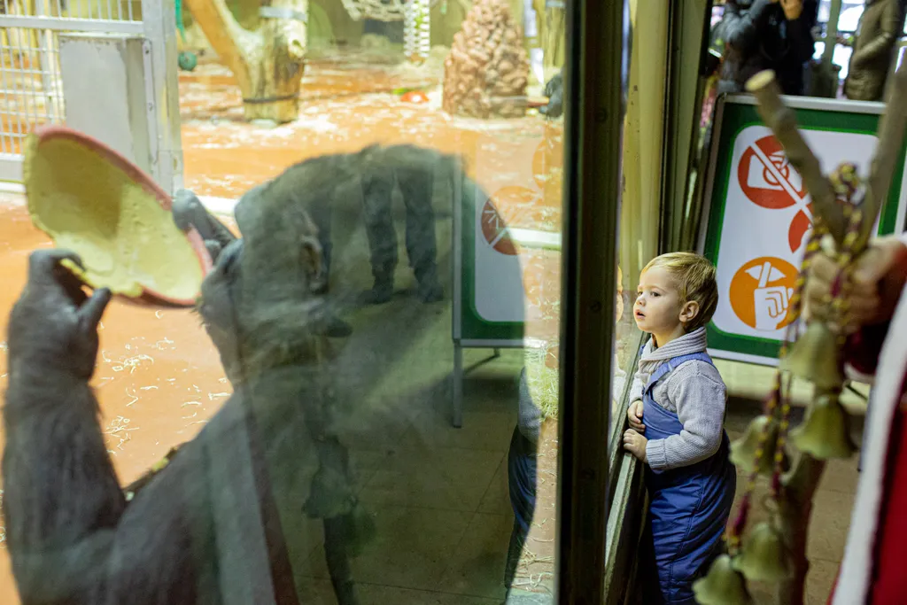 A Mikulás meglátogatta a gorillákat a Fővárosi Állatkertben 2019.12.06. 