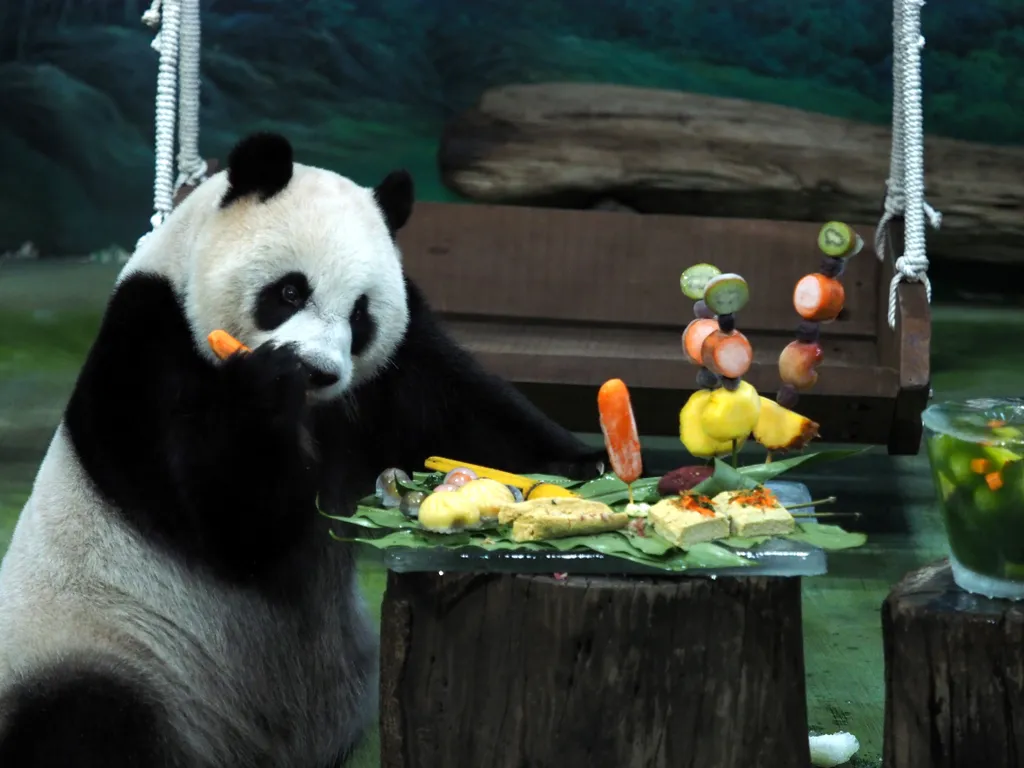 Panda, óriáspanda, születésnap Tajvan 