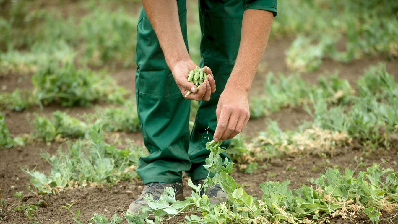 borsó HÉTKÖZNAPI közmunka közmunkás mintagazdaság munka közben NÖVÉNY vidékfejlesztés program zöldborsó zöldség 