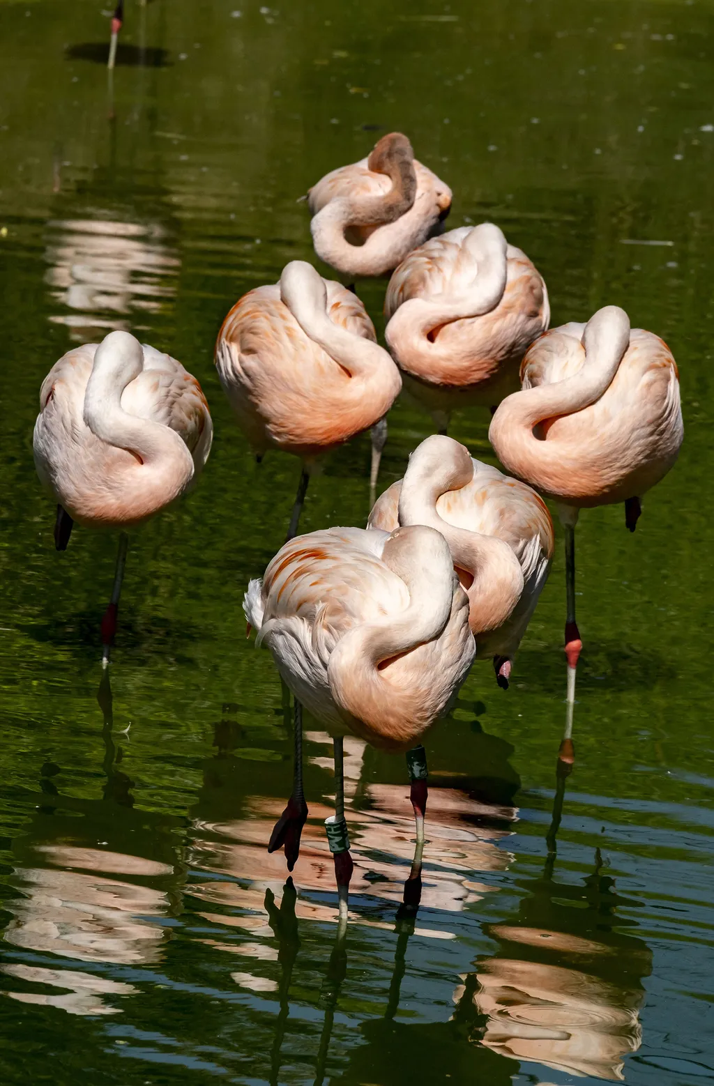 Álomszuszik alvó flamingók 