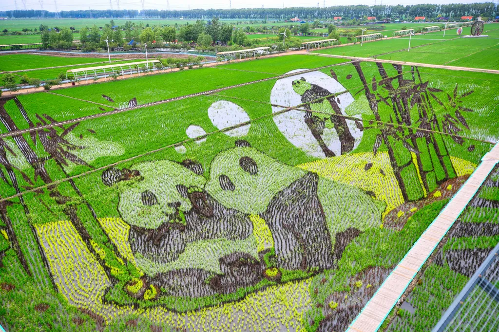 rizsföld, különféle rizs fajták, kirajzolnak képeket, légi felvételről, Shenyang, Kína, 2023. 06. 20. 