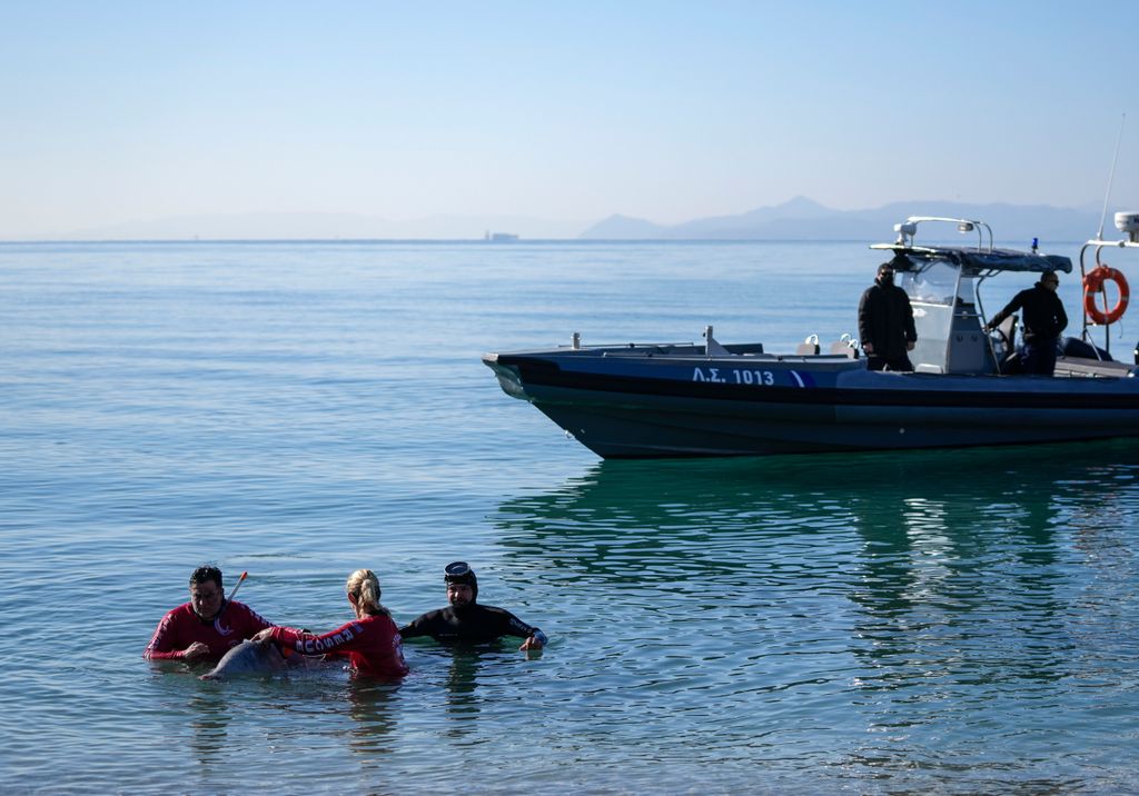 Partra vetődött bálna Görögországban 