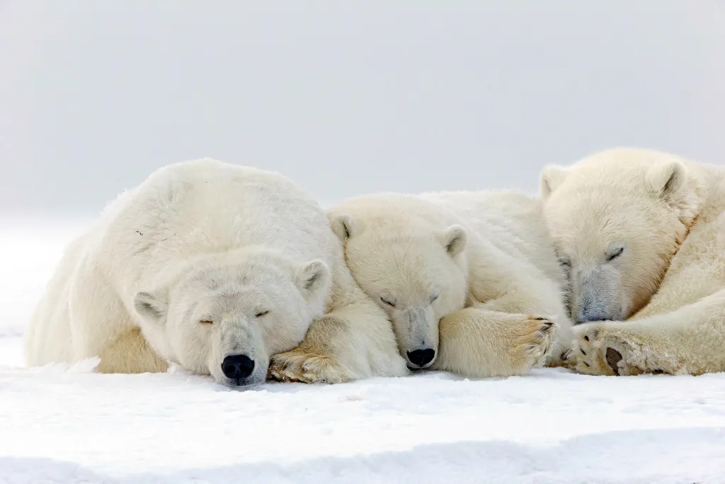 Álomszuszik alvó jegesmedvék 