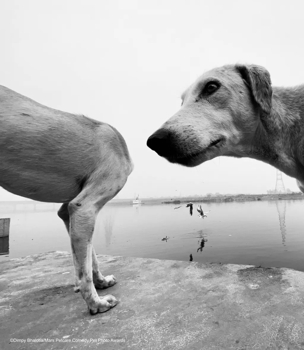 The Comedy Pet Photography Awards 2020
Dimpy Bhalotia
London
United Kingdom
Phone: 
Email: 
Title: ohhhhhhh
Description: This happened in a fraction of a second and I couldn't stop laughing.
Animal: Dog
Location of shot: India 