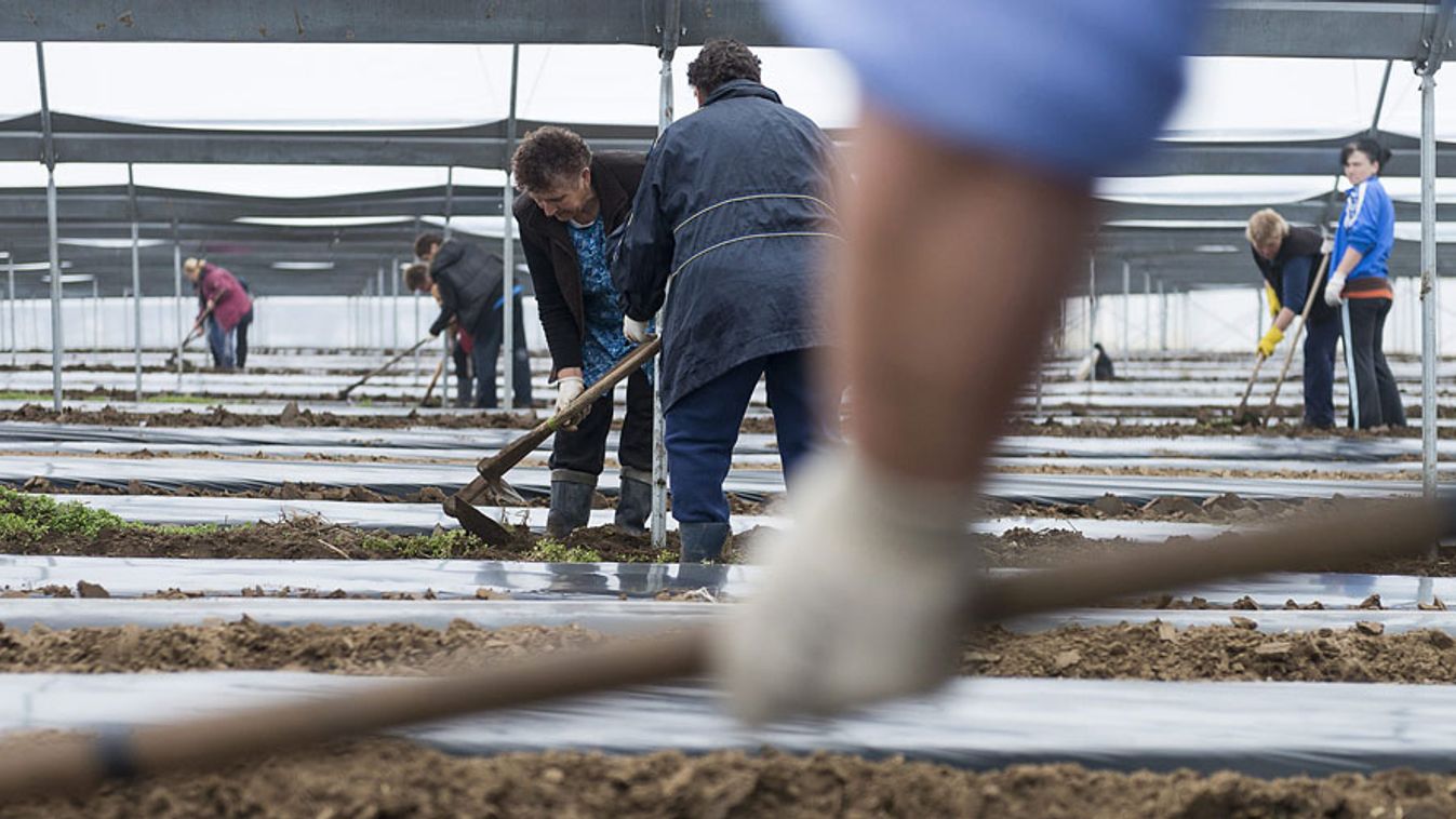 munkahelyvédelmi akcióterv, Mezőgazdasági munkások készítik elő a helyenként teljesen átázott talajt az Agro-Halász Növénytermesztési Kft. kertészetének fóliasátrában 