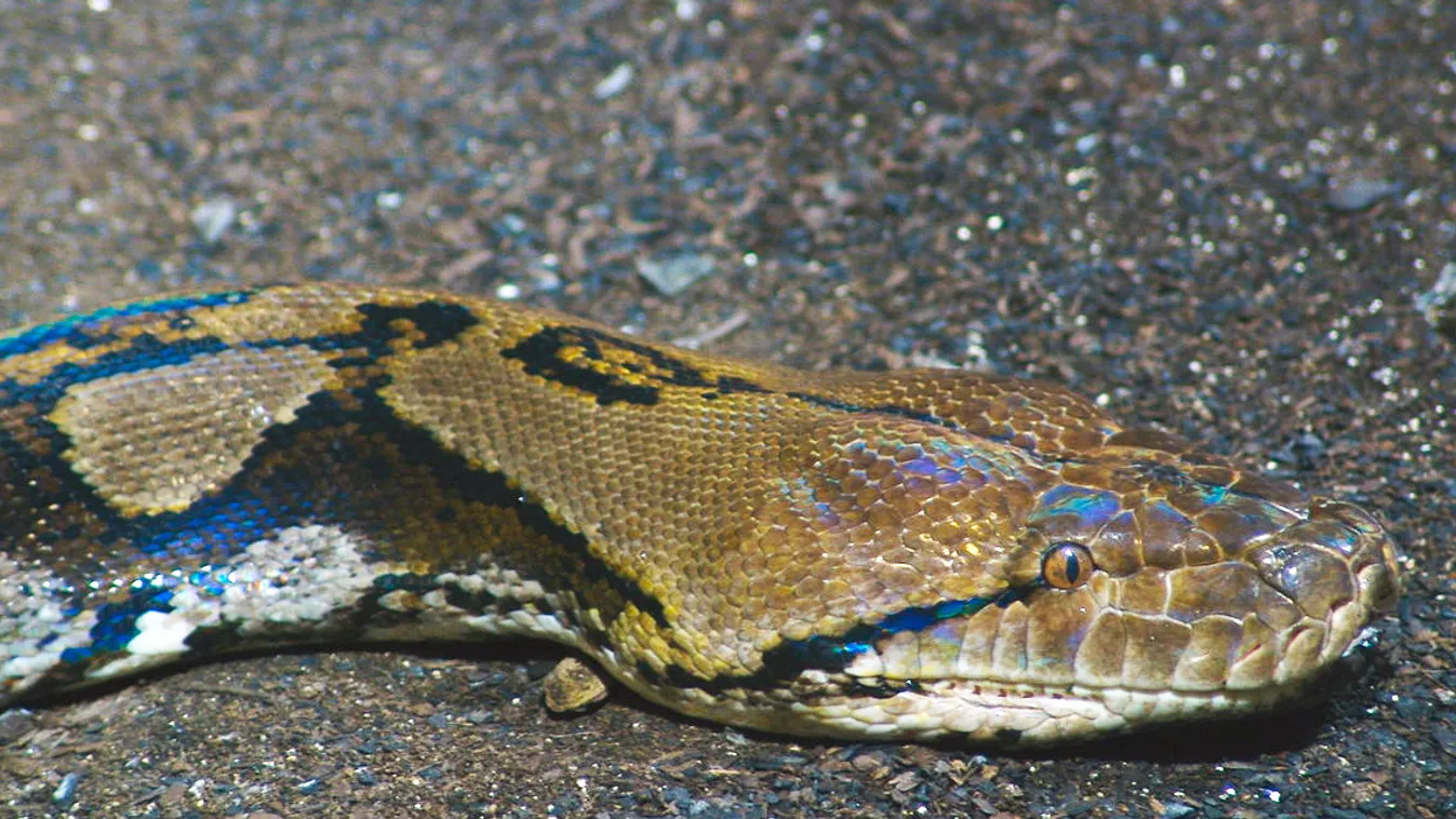 kockás piton, Python reticulatus 