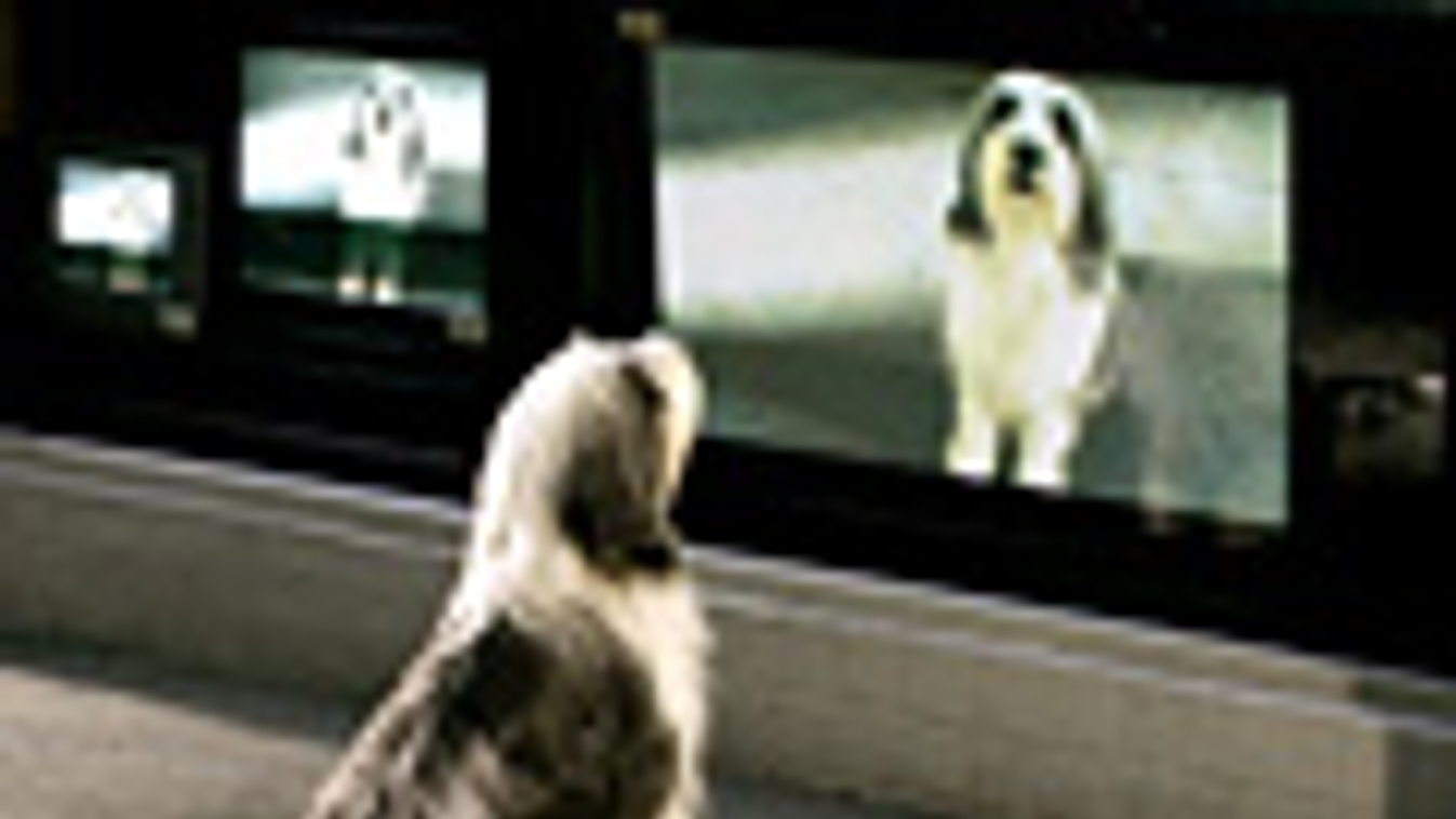 Tévéző kutya, jelenet a Shaggy Dog című amerikai filmből 