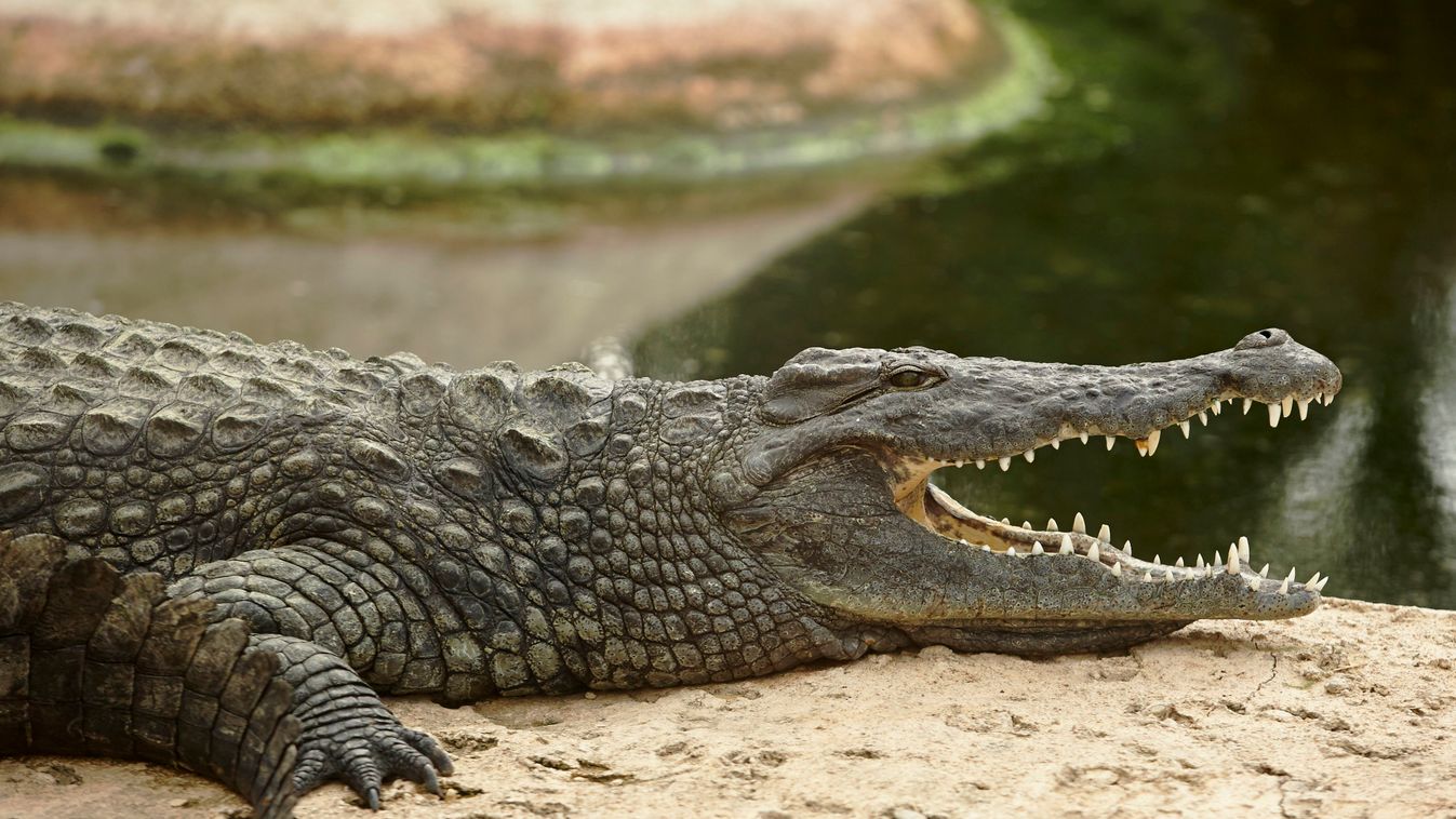 bordás krokodil 