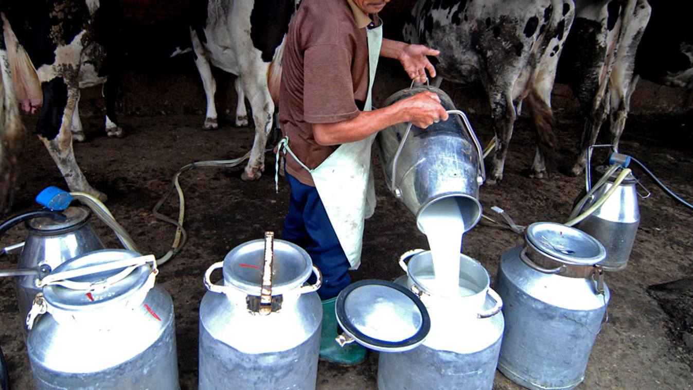 Külföldre vonul a magyar tej, tejgazdaság, tehenészet, tejtermelés 