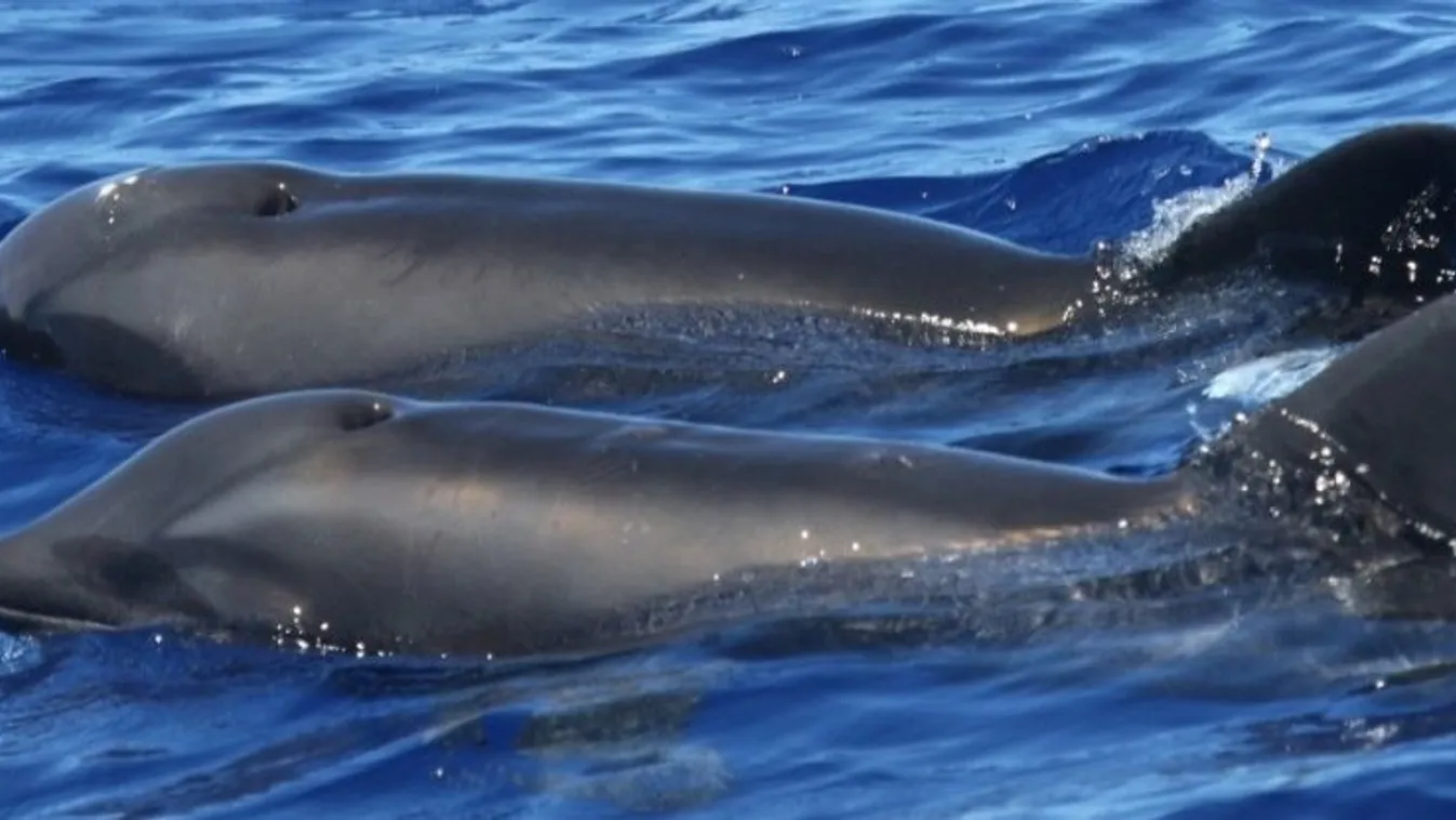 delfin, hibrid 