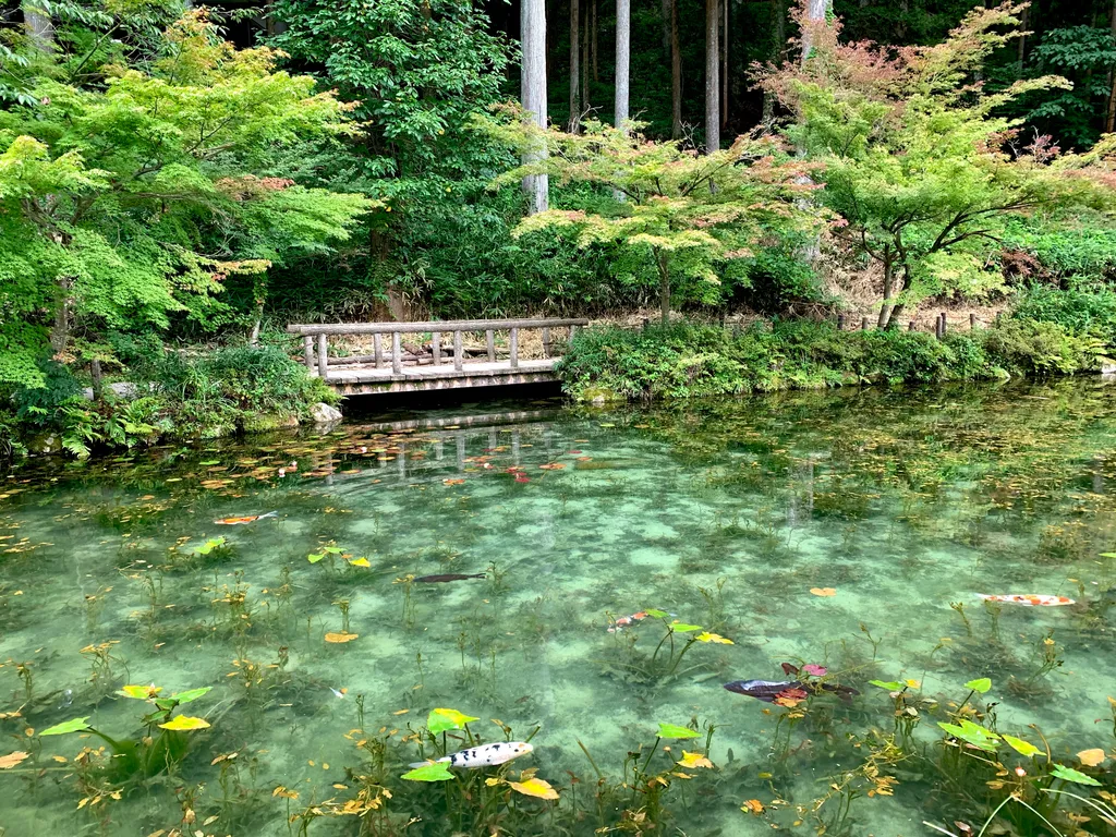 Monet's Pond Japán 