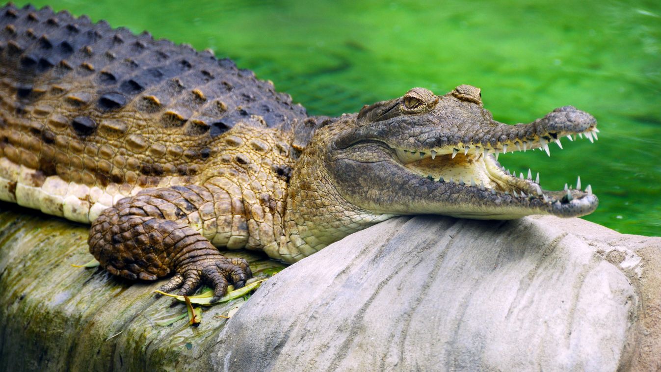 édesvízi krokodil 