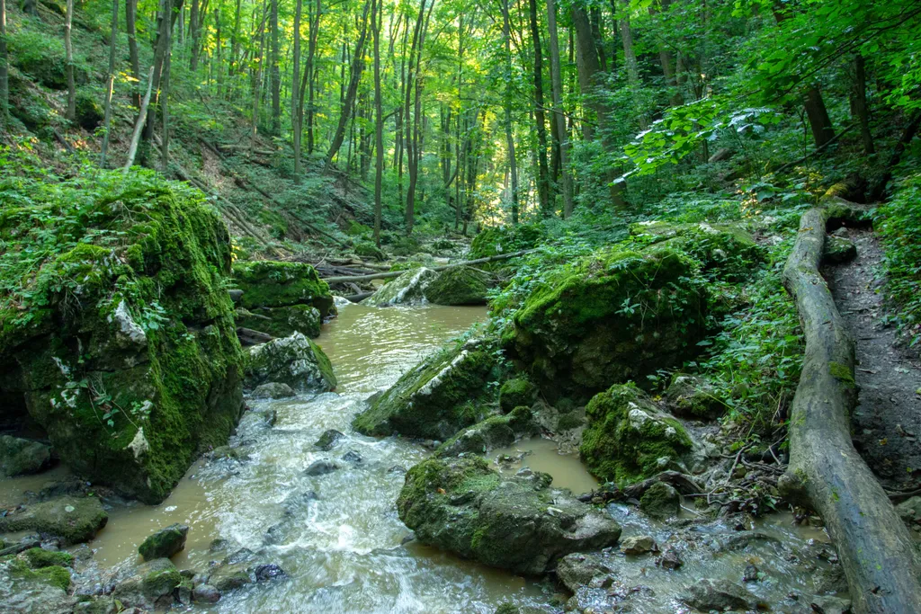 Kísértetjárta helyszínek, Bakonyi erdő, Bakony, Bakonyerdő, erdő, hegy, Bakony mountains, Hungary. 