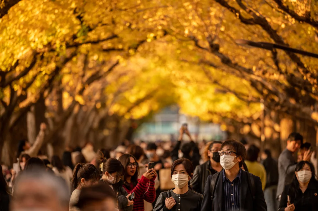 ősz, ginko, időjárás, Tokió, Japán, galéria 