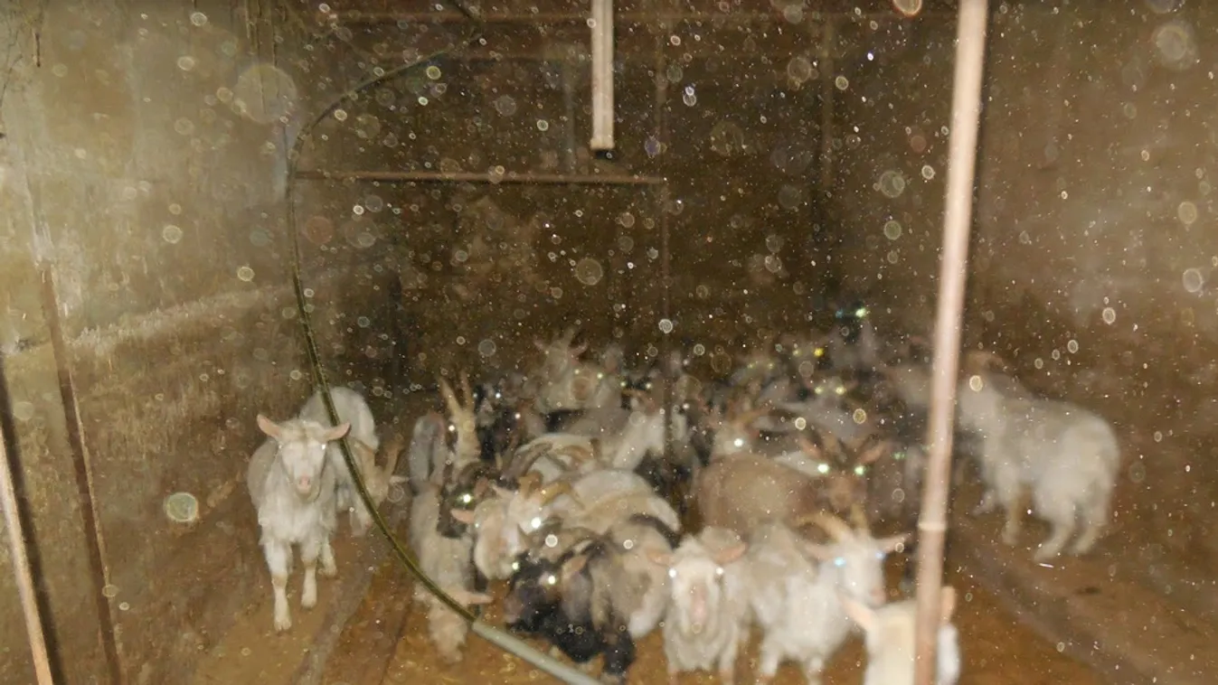 kecskék a föld alatt 