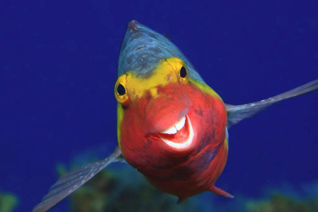 Comedy Wildlife Photography Awards 2020 nyertes képek
with a crooked mouth, looking like it was smiling. I don't know if it was caused by a fishing hook, or just something hard that it tried t 