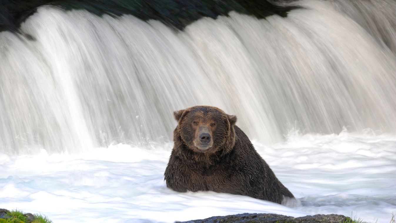 Grizzly, medve, Katmai National park, Katmai nemzeti park, Alaszka 
