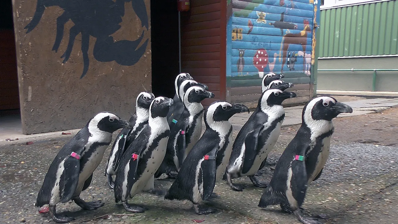 pingvinek a jászberényi állatkertben 