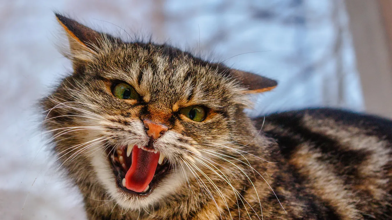 agresszív vad dühös macska 