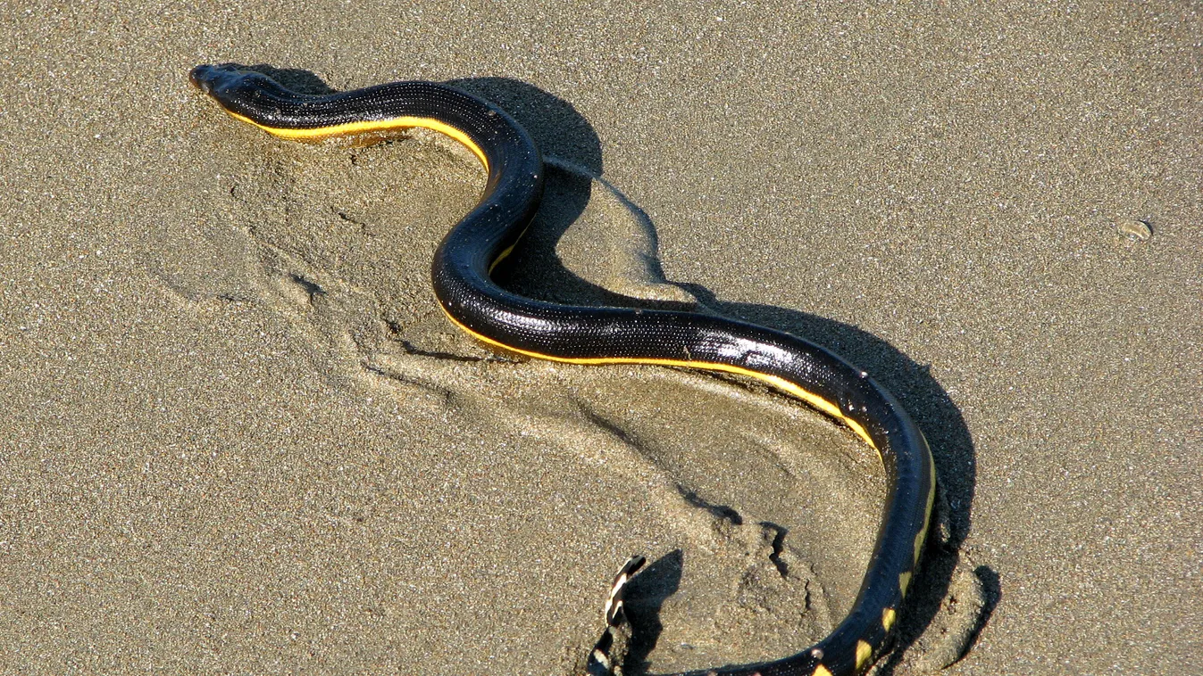 Sárgahasú tengeri kígyó, Pelamis platura, yellow-bellied sea snake 