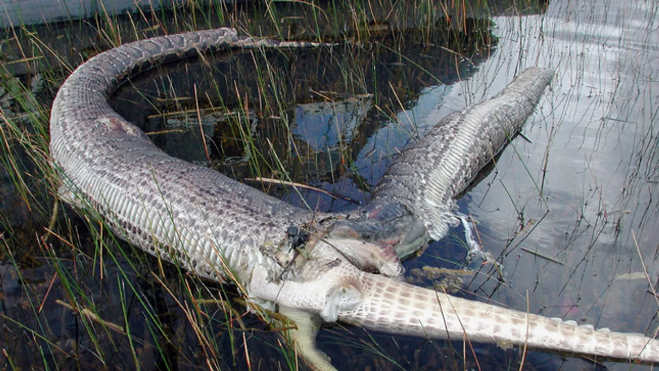 Piton harca egy aligátorral, burmai piton teteme, ami lenyelt egy aligátort az Everglades Nemzeti Parkban 