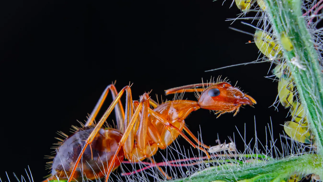 Sárga őrült hangya, hangya, Gracilipes anoplolepis 