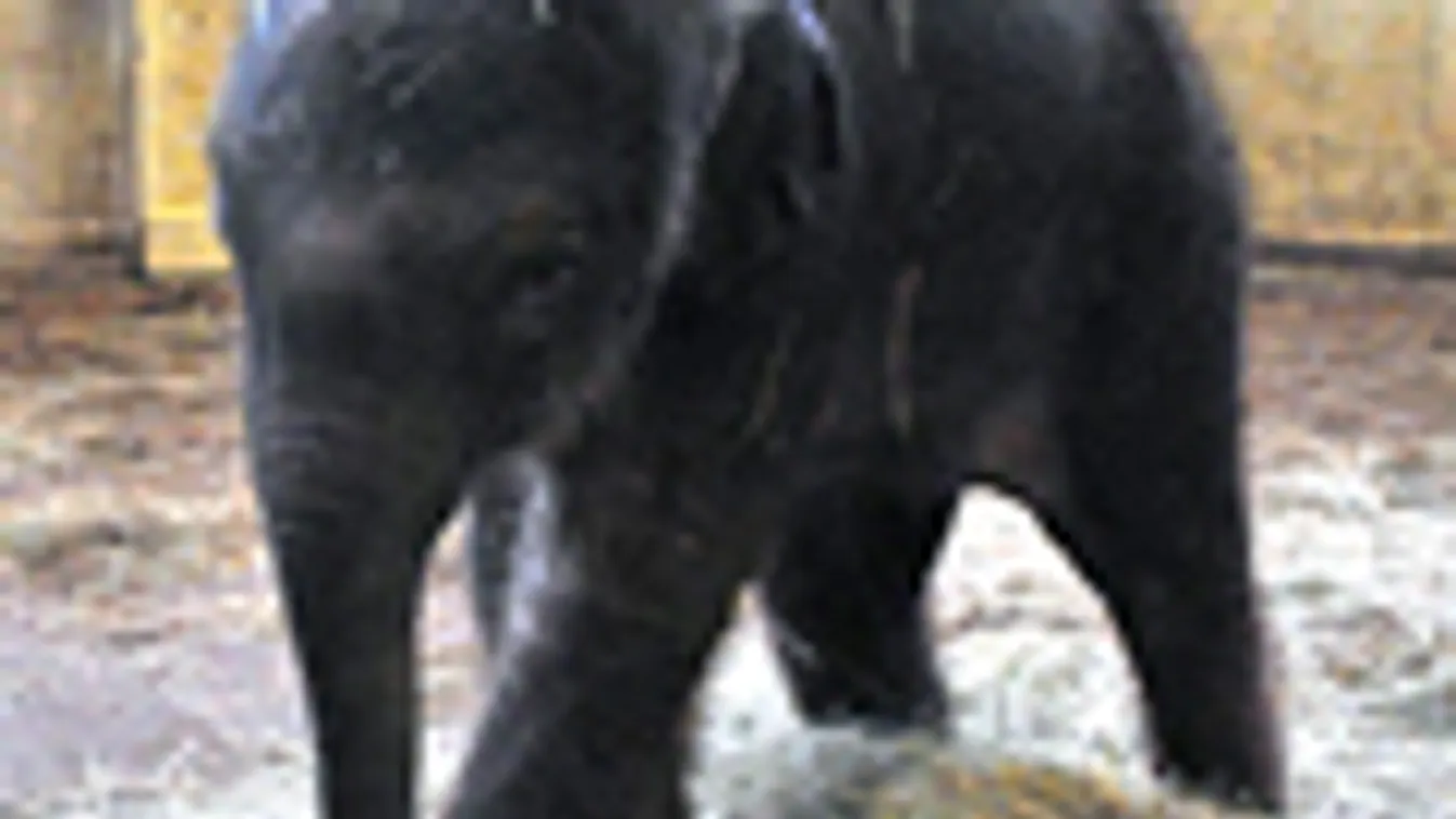 Család, A kócos újszülött kiselefántért aggódik az ország