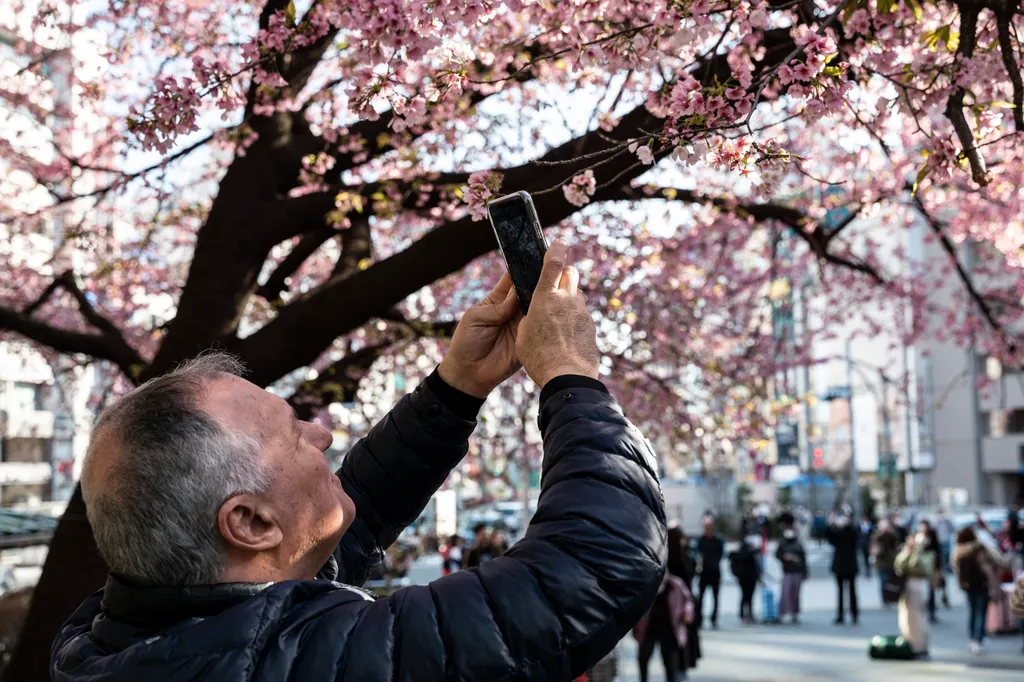 Rekordgyorsasággal érkezett a cseresznyevirágzás szezonja Tokióba, Idén is rekordkorán kezdődött a cseresznyefa-virágzás Tokióban, galéria, 2023 