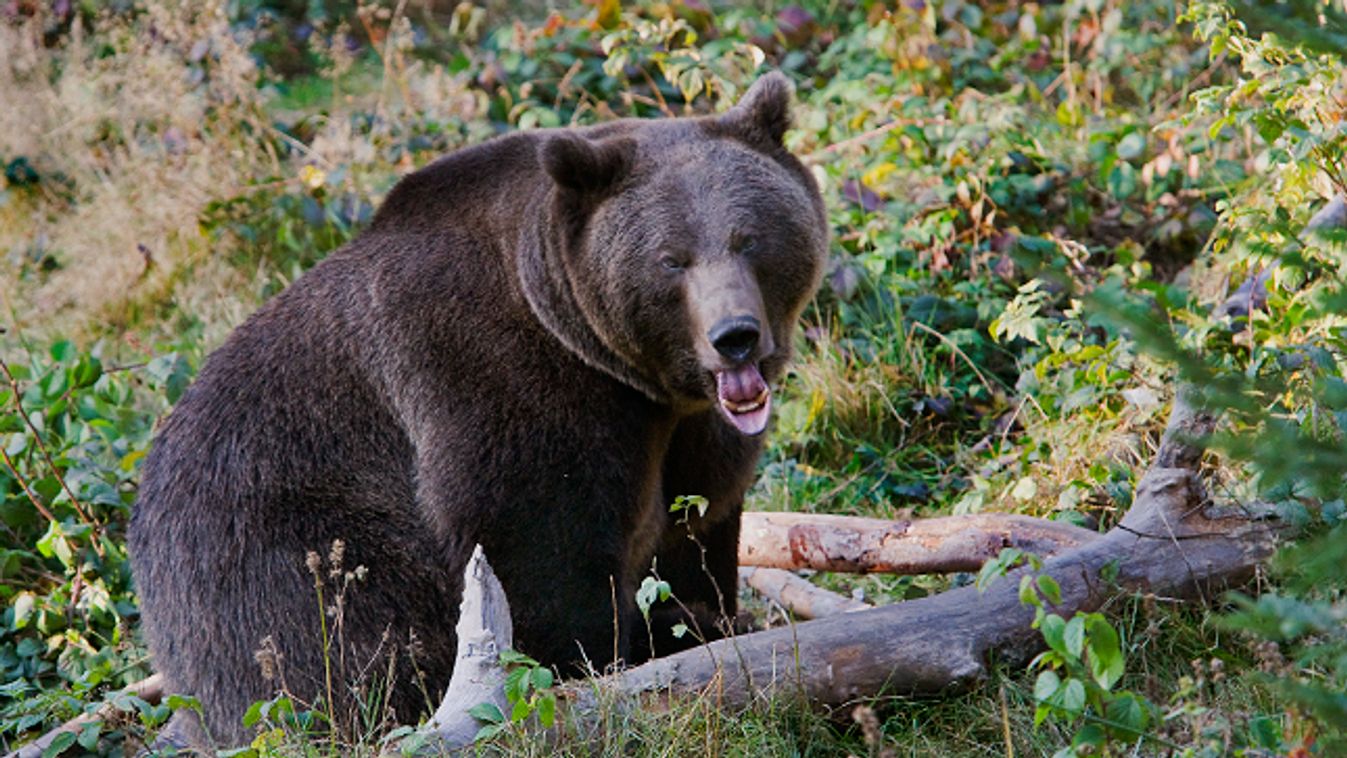barnamedve, barna medve, Ursus arctos egy németországi nemzeti parkban 
