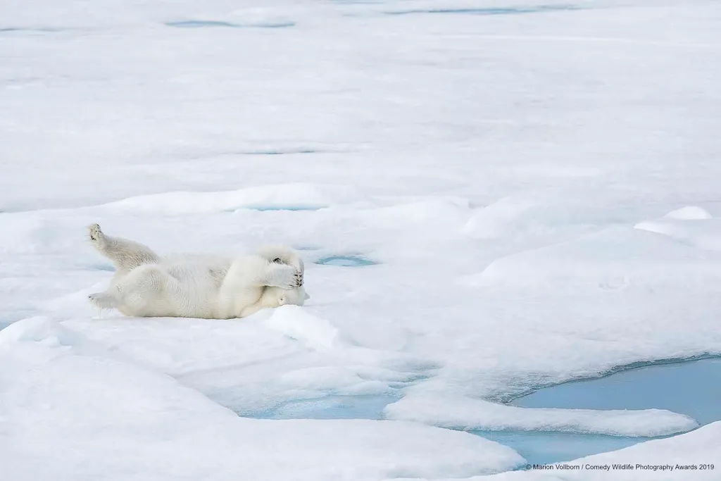 The Comedy Wildlife Photography Awards 2019
Marion Vollborn
Burscheid
Germany
Phone: 0049 15158060277
Email: info@ma-vo.de
Title: hide
Description: a playful polar baer
Animal: polar baer
Location of shot: Arctic 