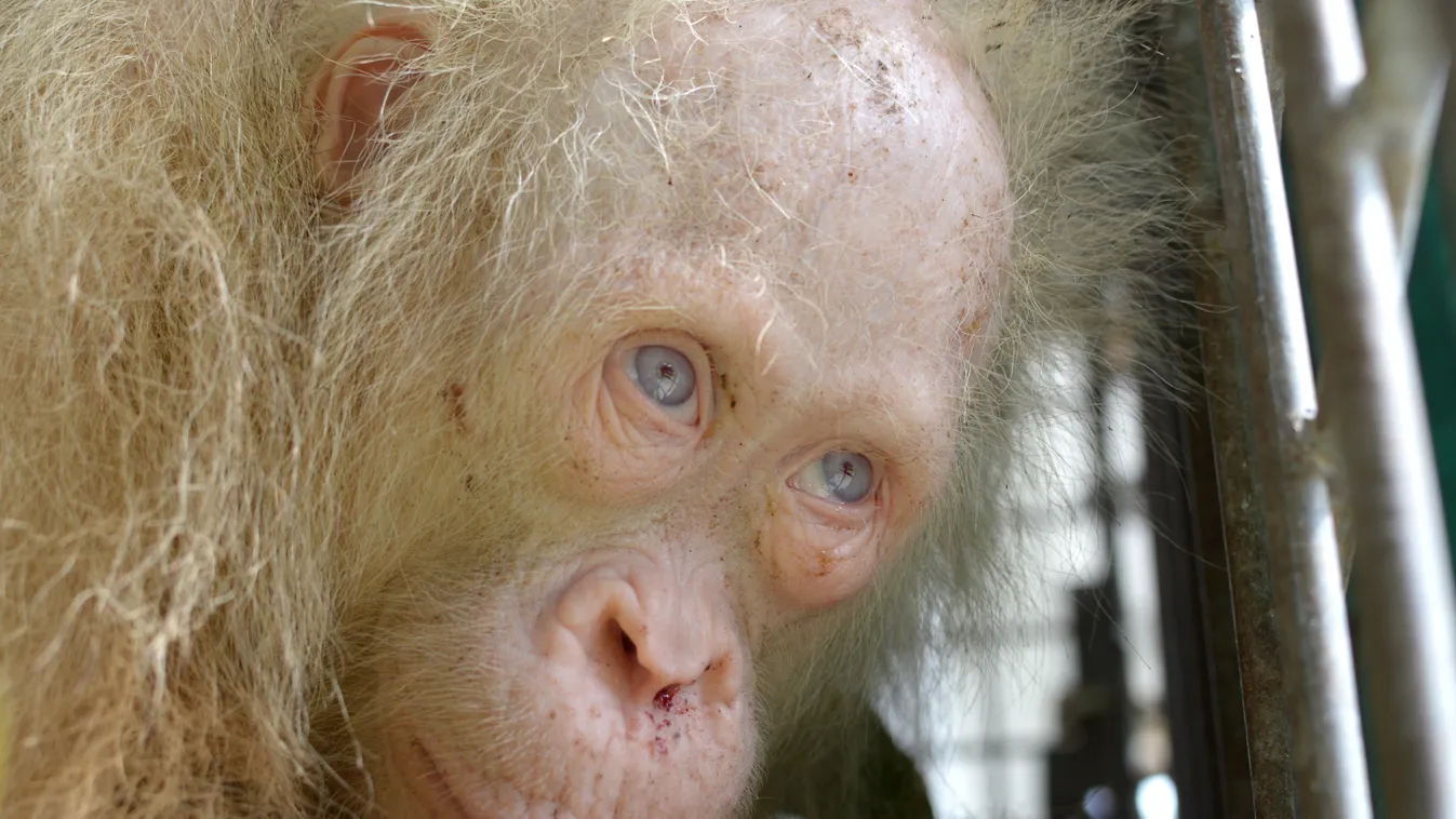 majom  Borneo Orangutan Survival Foundation 