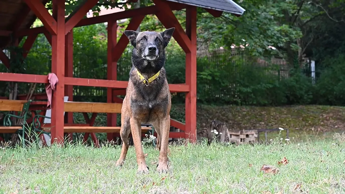 Karma, a Fővárosi Katasztrófavédelem világbajnok mentő kutyája 