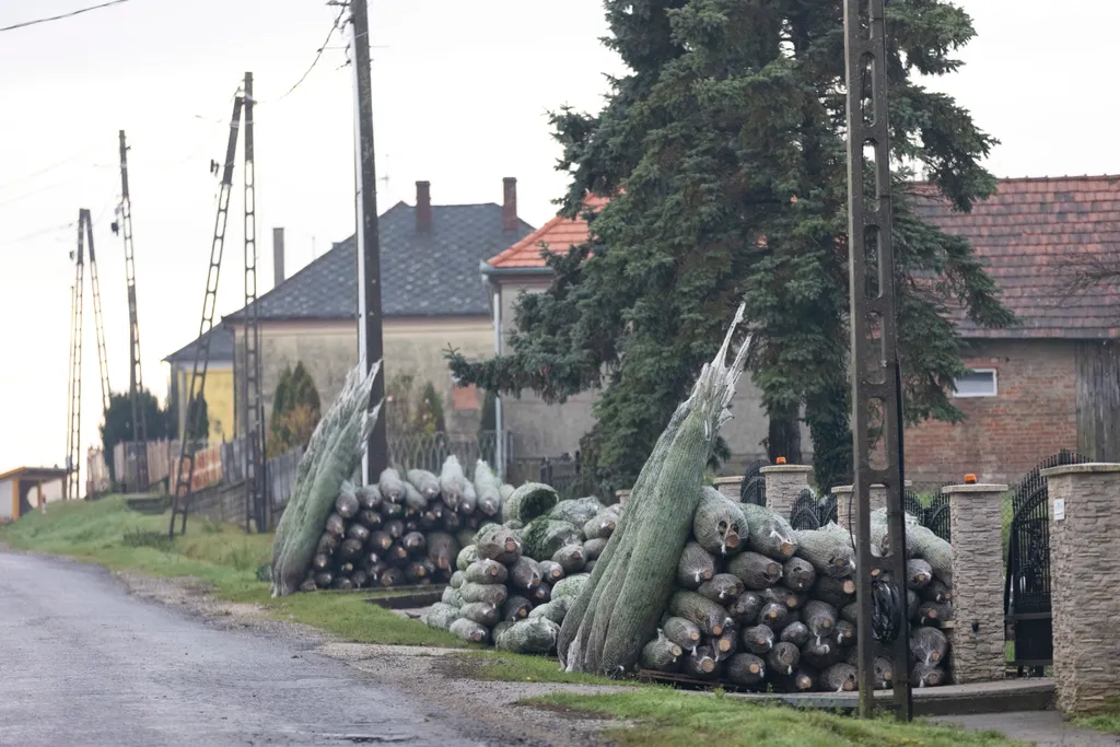 Elkezdődött a fenyőfák kivágása a Zala megyei Nemespátrón, galéria, 2022 