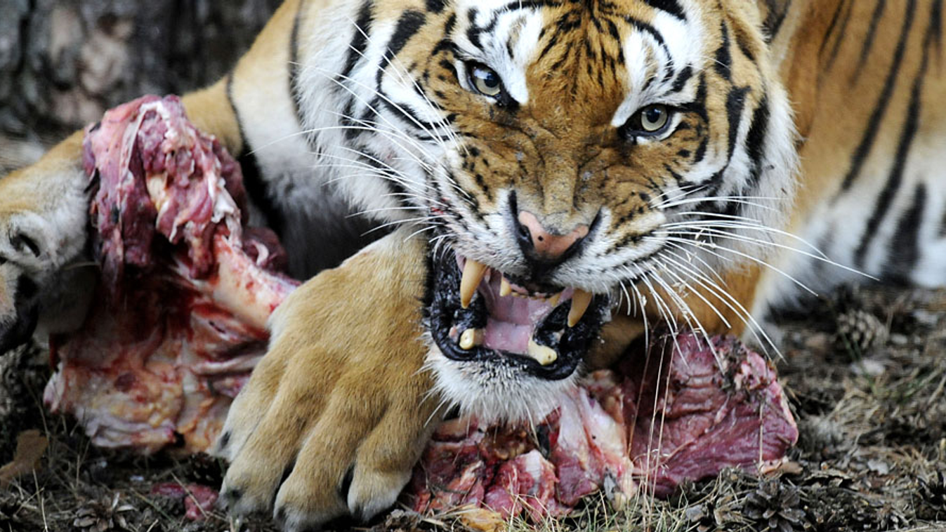 Nyershúsfogyasztás, tigris marcangol egy húsdarabot egy német állatkertben