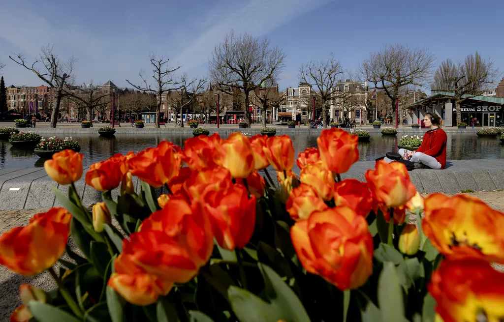 tulipán, tavasz, Amszterdam, Hollandia 