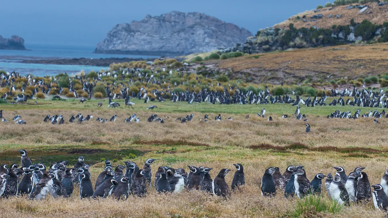 Falklands sziget, pingvin, Pebbles sziget 