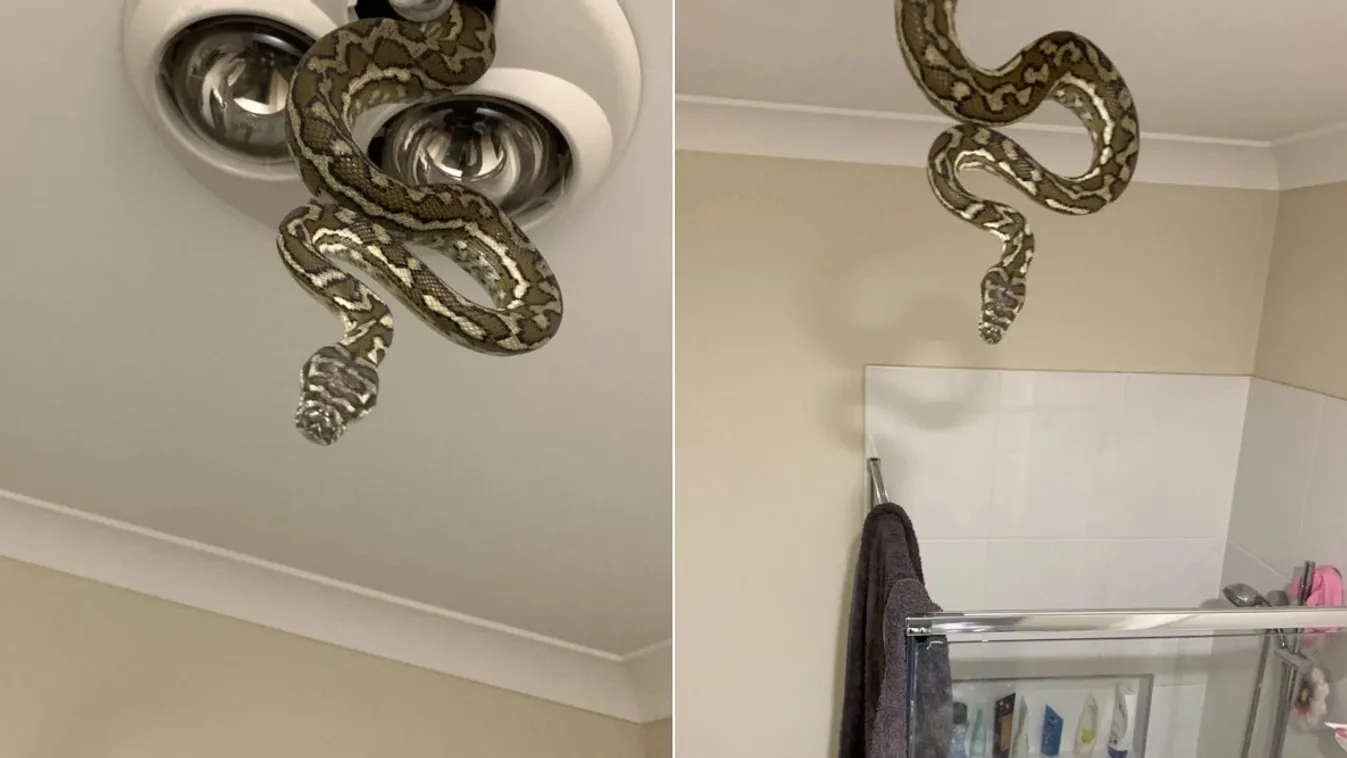 kígyó, Ausztrália, Brisbane 