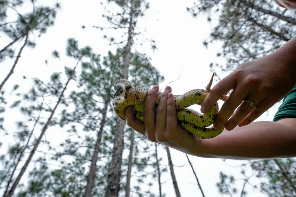 Kígyók telepítése a vadonba az Egyesült Államokban  Pituophis ruthveni óriáskígyófaj egyik példányáról a Louisiana állambeli Kisatchie természetvédelmi területen, Alexandria város térségében, ahol a Memphisi Állatkert biológusai mintegy száz P. ruthven 
