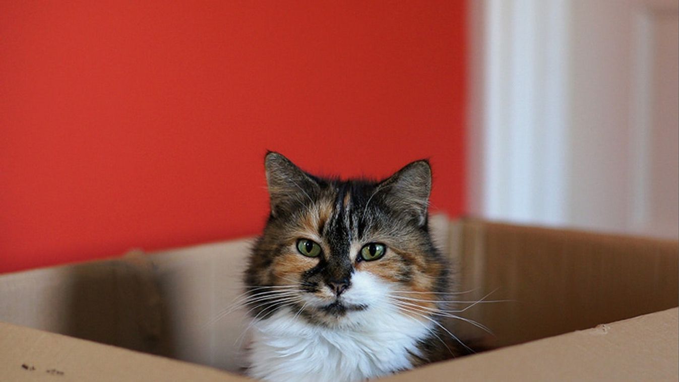 macska, doboz 