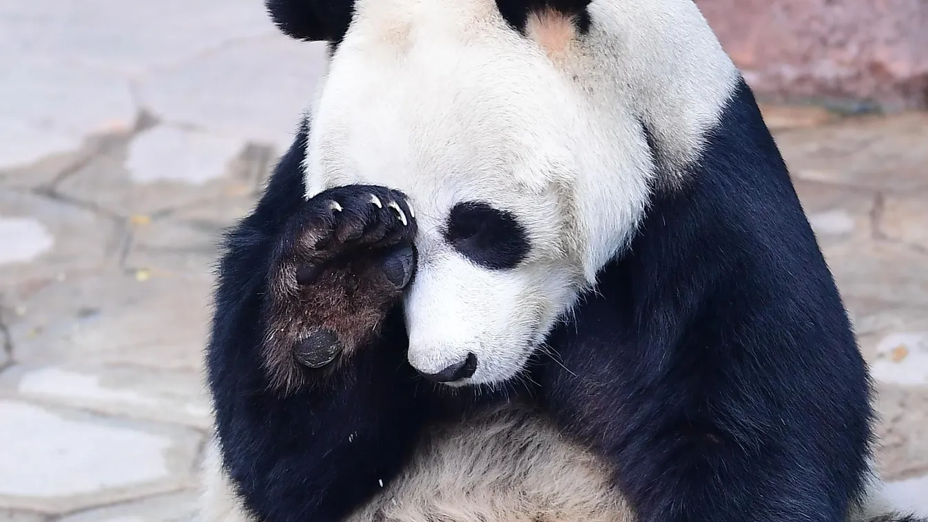 Shenyang giant panda Pu Pu confirmed to be male after eight month China Chinese Liaoning Shenyang giant panda Pu Pu pupu male 