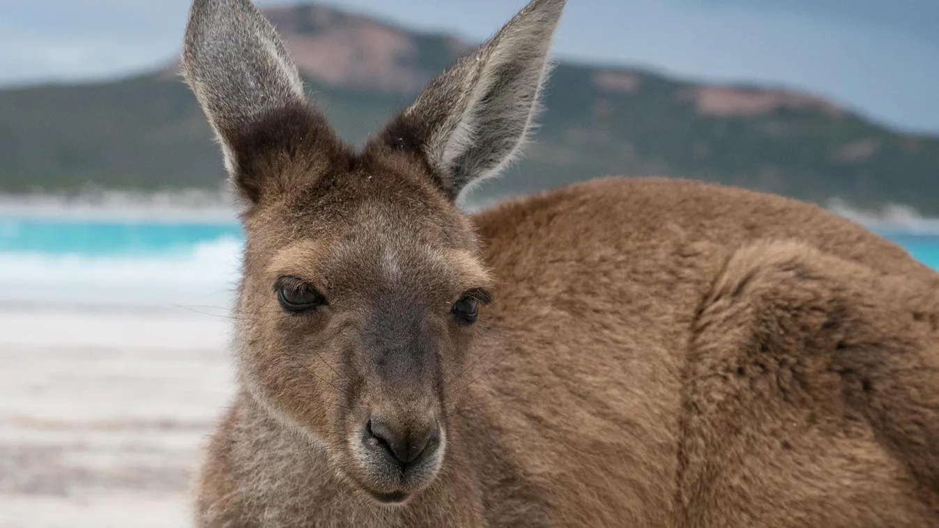 ausztrália kenguru 