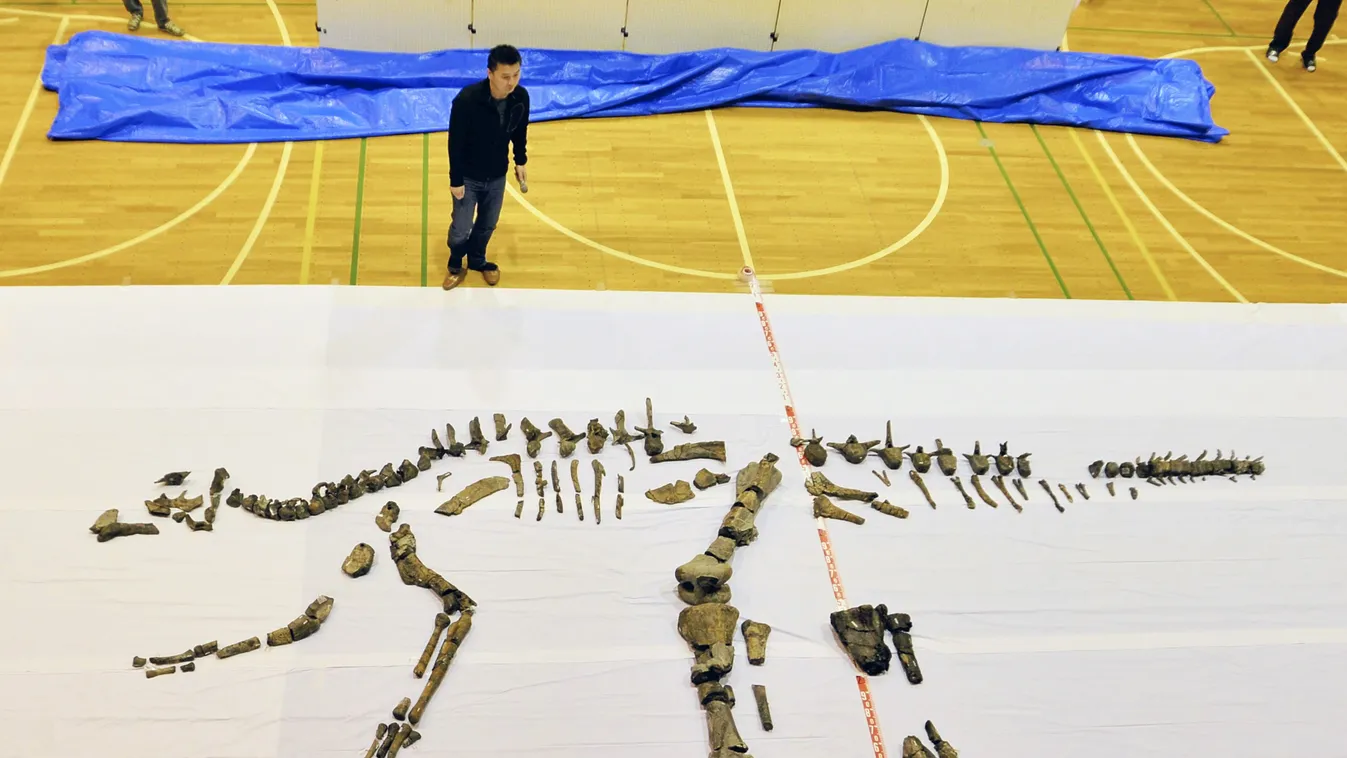 Largest complete skeleton of dinosaur in Japan 