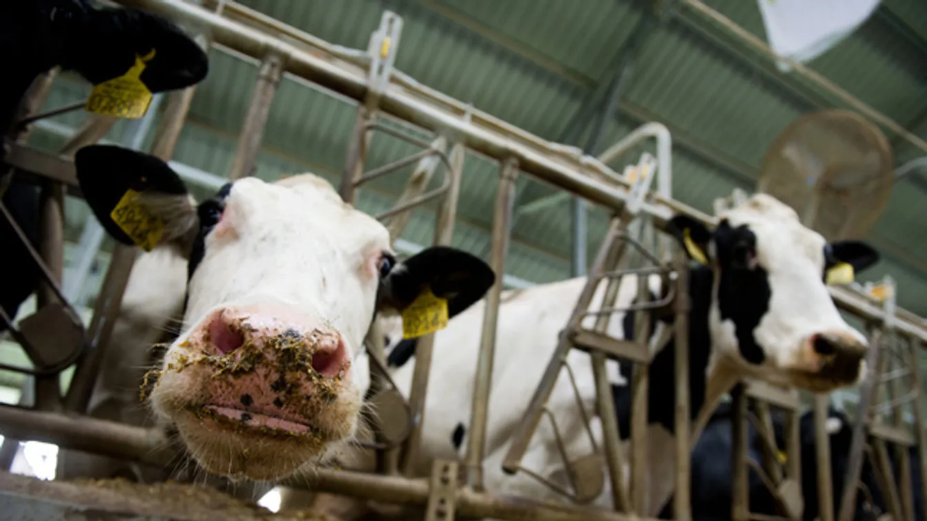 a tej útja tehenészet fejés Miző Csípőtelek tehéntelep tehén szarvasmarha