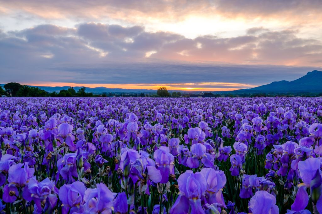 Pallida iris field in Provence, France. Sunrise. 