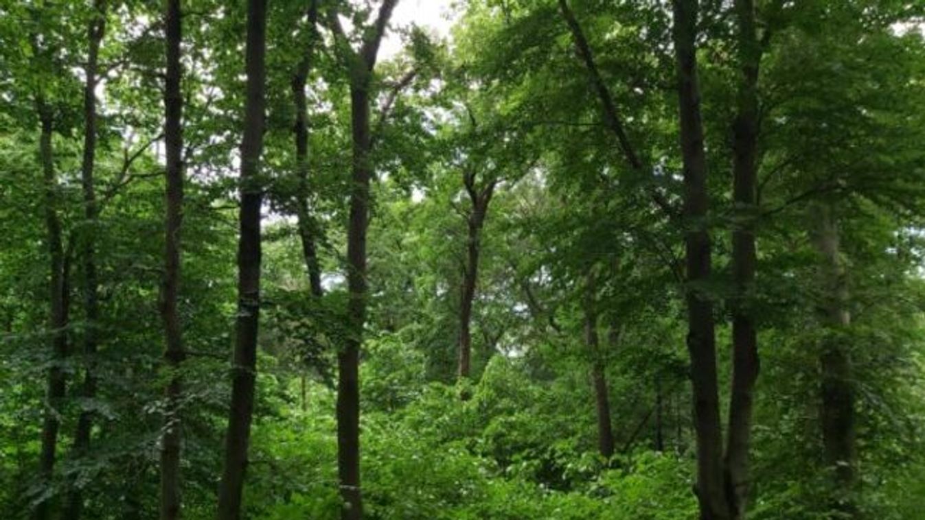 erdő 