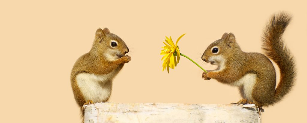 A,Young,Male,Squirrel,Offering,A,Flower,To,A,Happy love,romance,couple,fur,log,young,concept,happy,yellow,young lov állati szerelem 