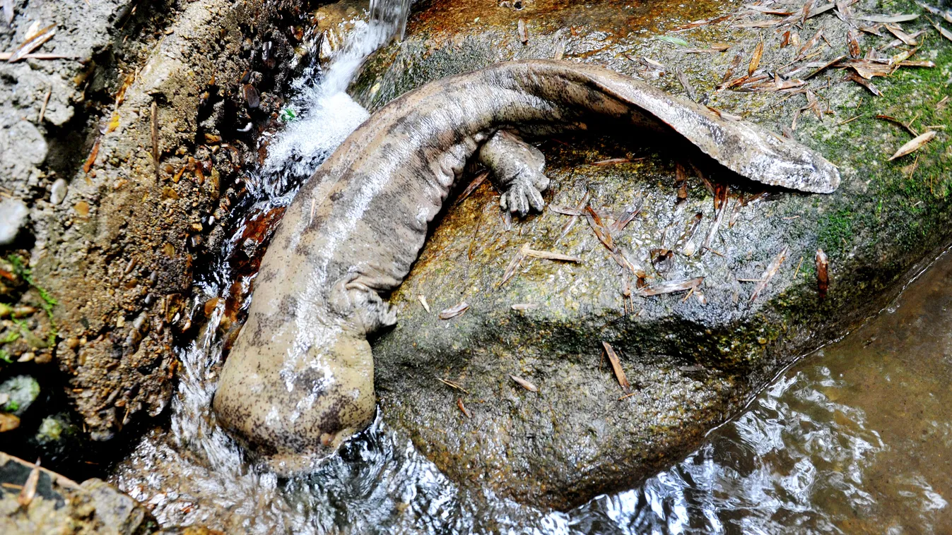 óriásszalamandra
Five giant salamander species identified in China, and all face imminent extinction China Chinese five giant salamander species amphibians 