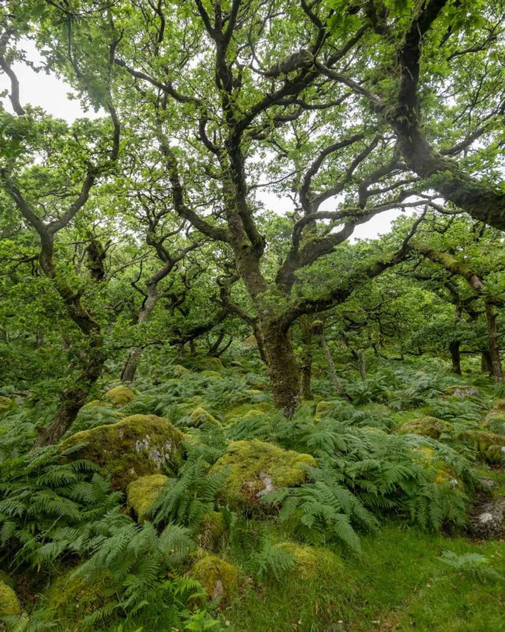 Black-a-Tor Copse 