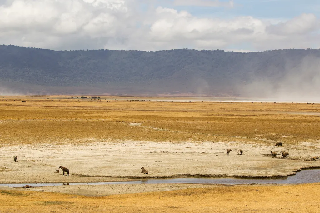 Ngorongoro kráter Tanzánia vadállat   exterior space ground land outdoors out extinct volcano landform issue environmental issue guardian protection hyena wild wildlife ngorogoro crater ngorongoro 