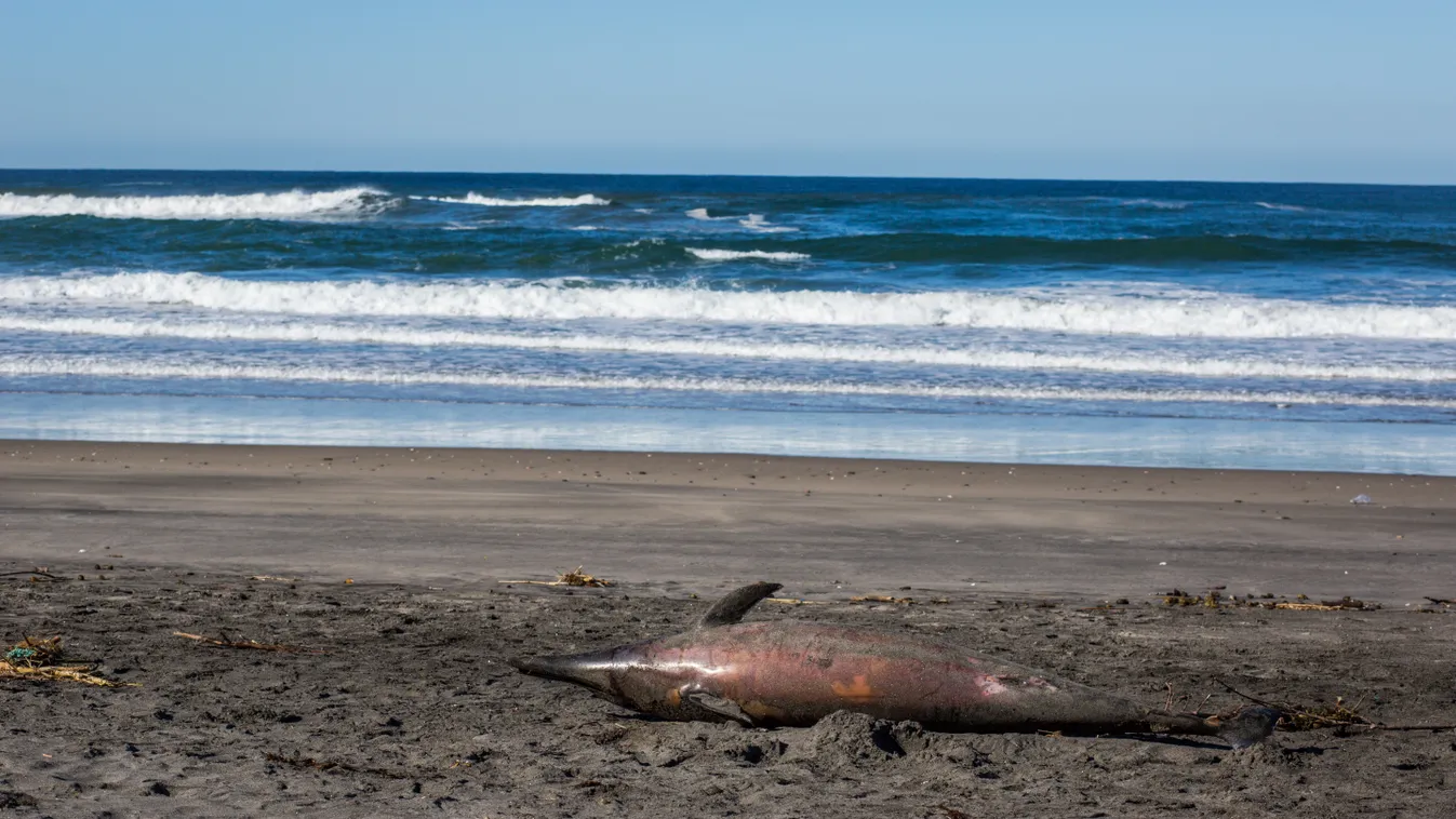 Dead Dolphins In Mexico outdoor ground John Fredricks Misión Baja Norte Credit NurPhoto bottlenose dolphin Horizontal BEACH SKY WATER 